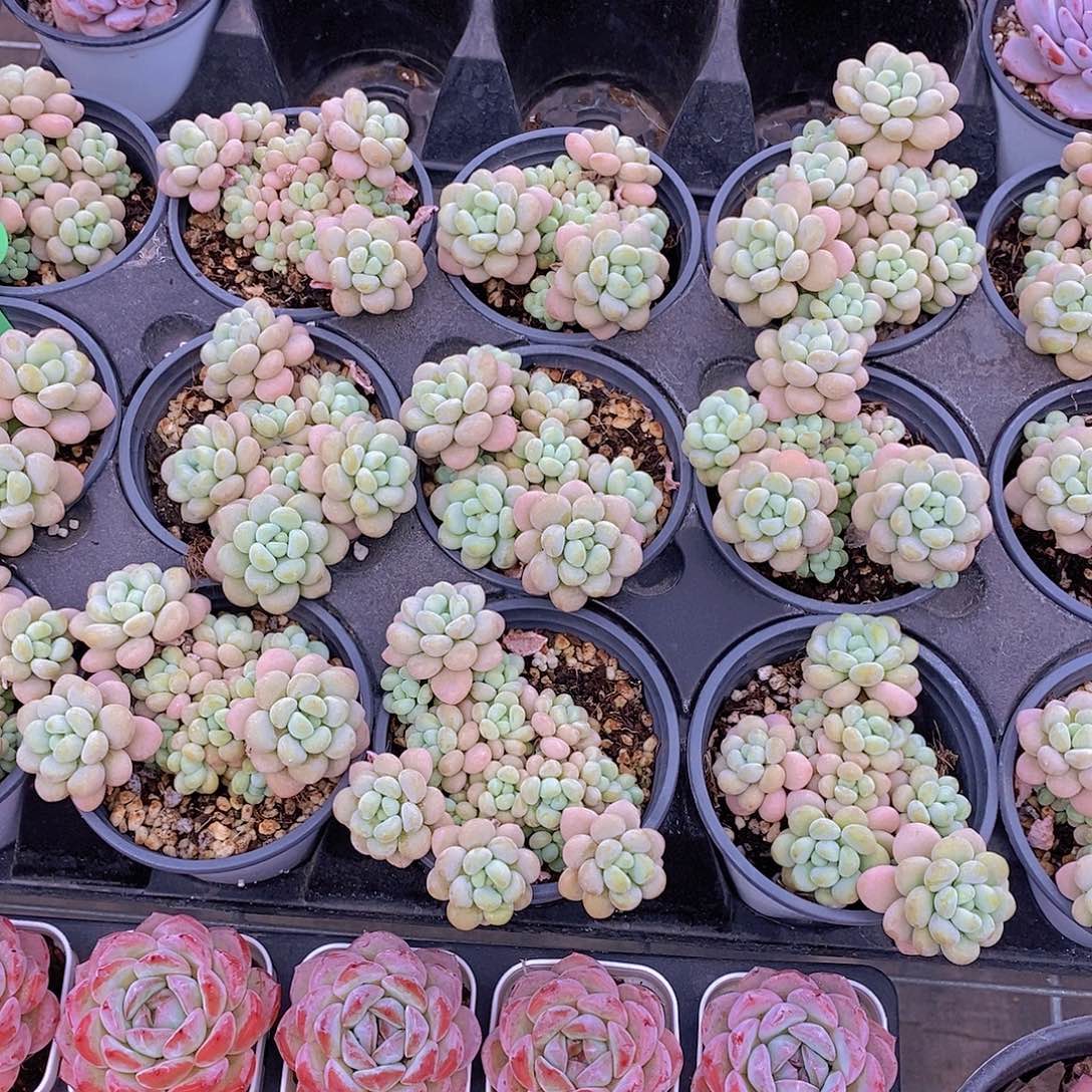 潜力股洛可可群福利一颗量拍