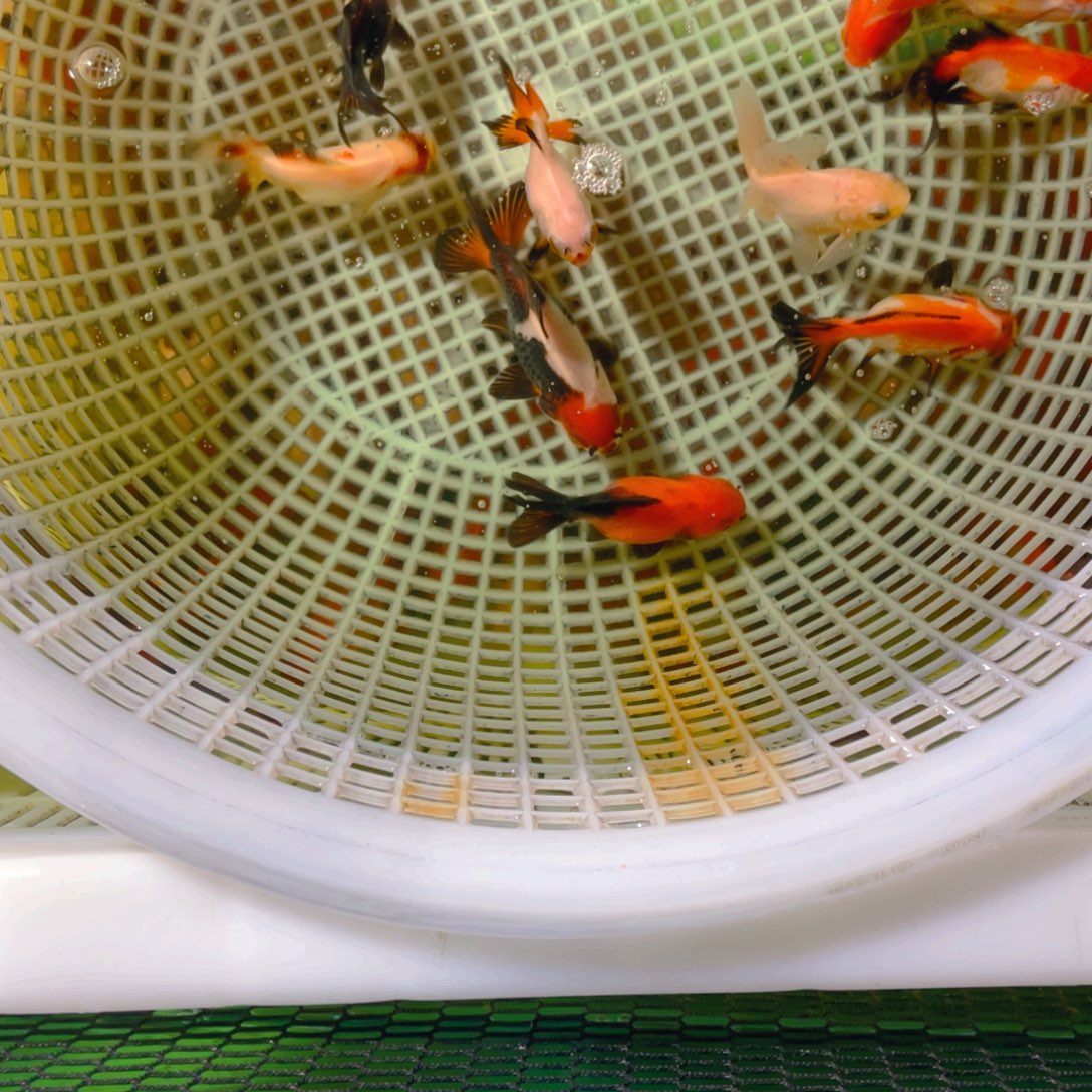 海水鱼花泰狮金鱼22