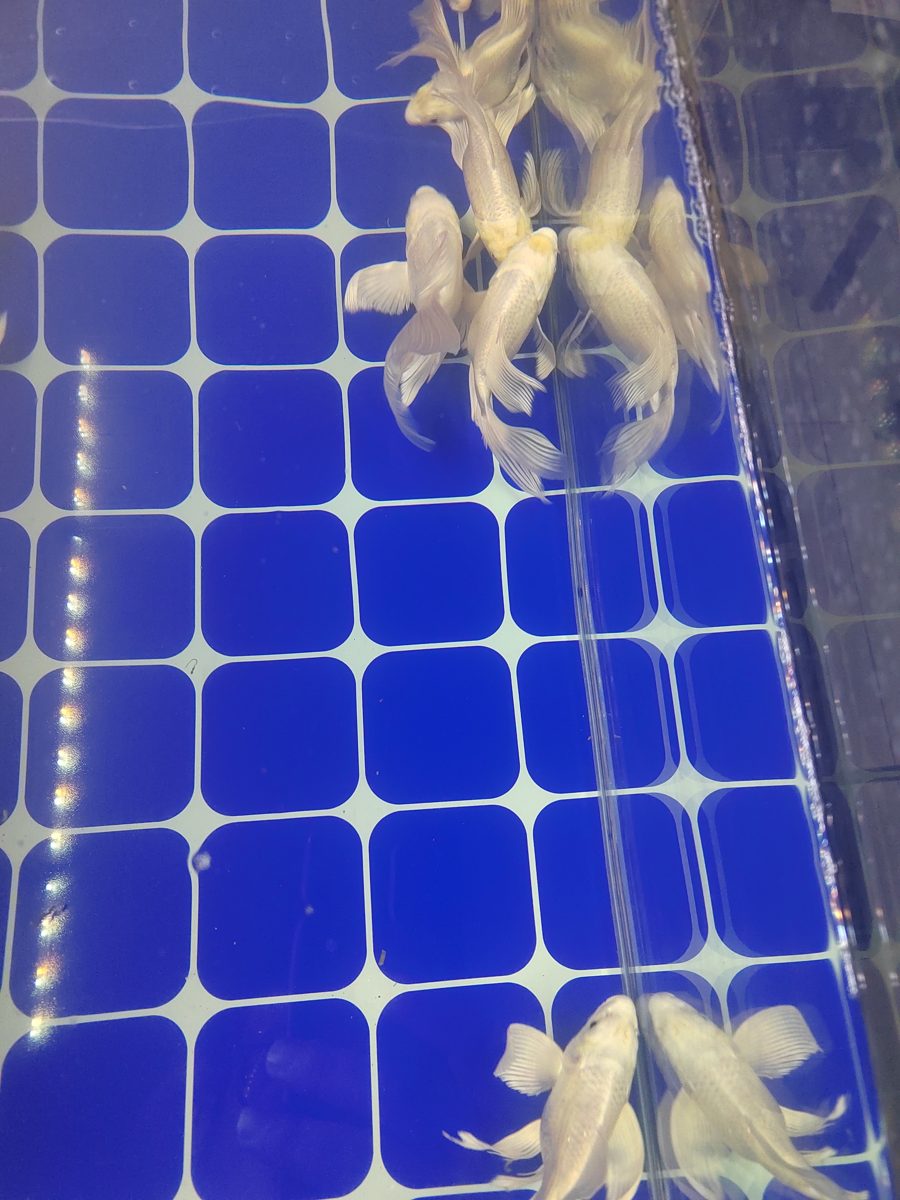 精品纯台系贵妃蝴蝶鲤海南、新疆、西藏鱼鱼观赏鱼锦鲤观赏鱼锦鲤鱼