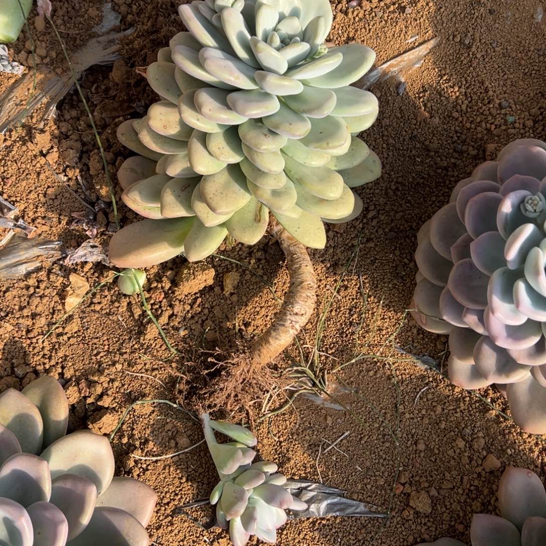 时***右地栽奥普琳娜石化1棵（包邮不包损）