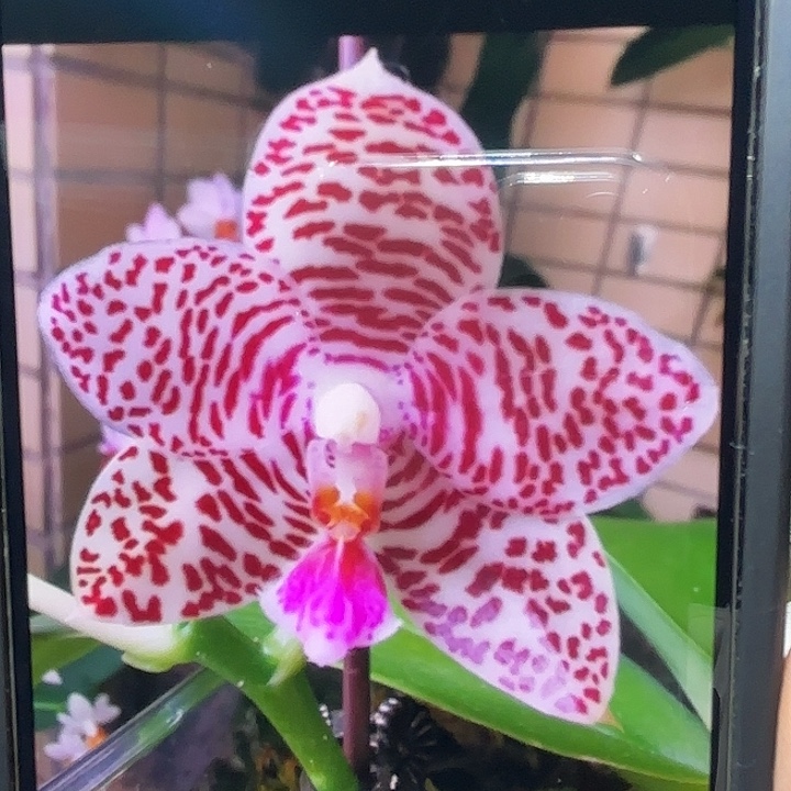 当前无花栽培后可以开花龙峰