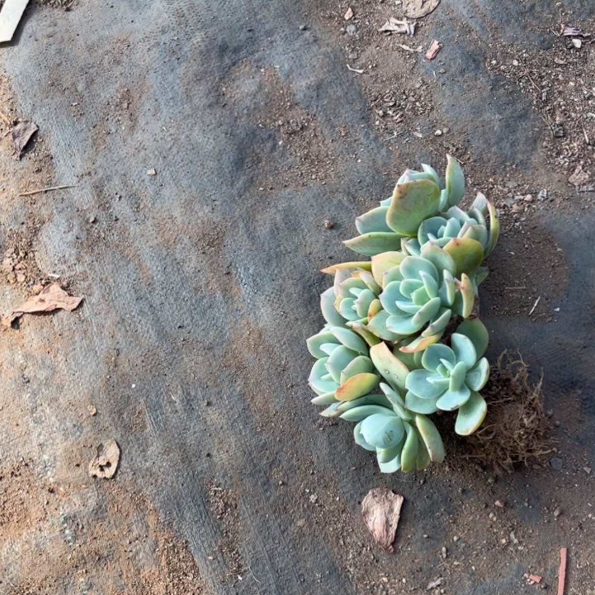 【闪购商品】无花朵ღ****?