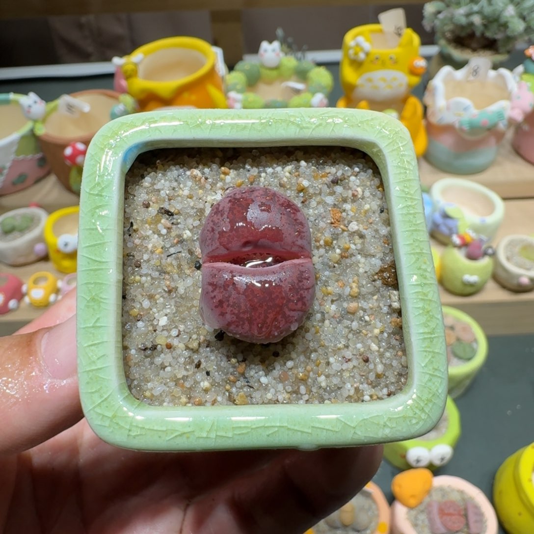 红陶蘑菇639酒红紫薰