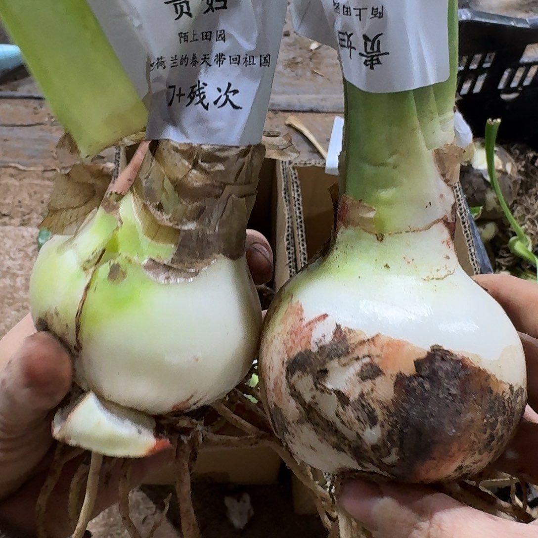 贵妇7+裸球残次不包养护