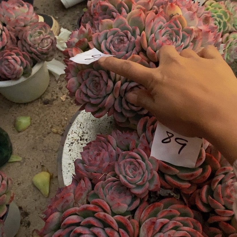 【闪购商品】随**-多肉植物