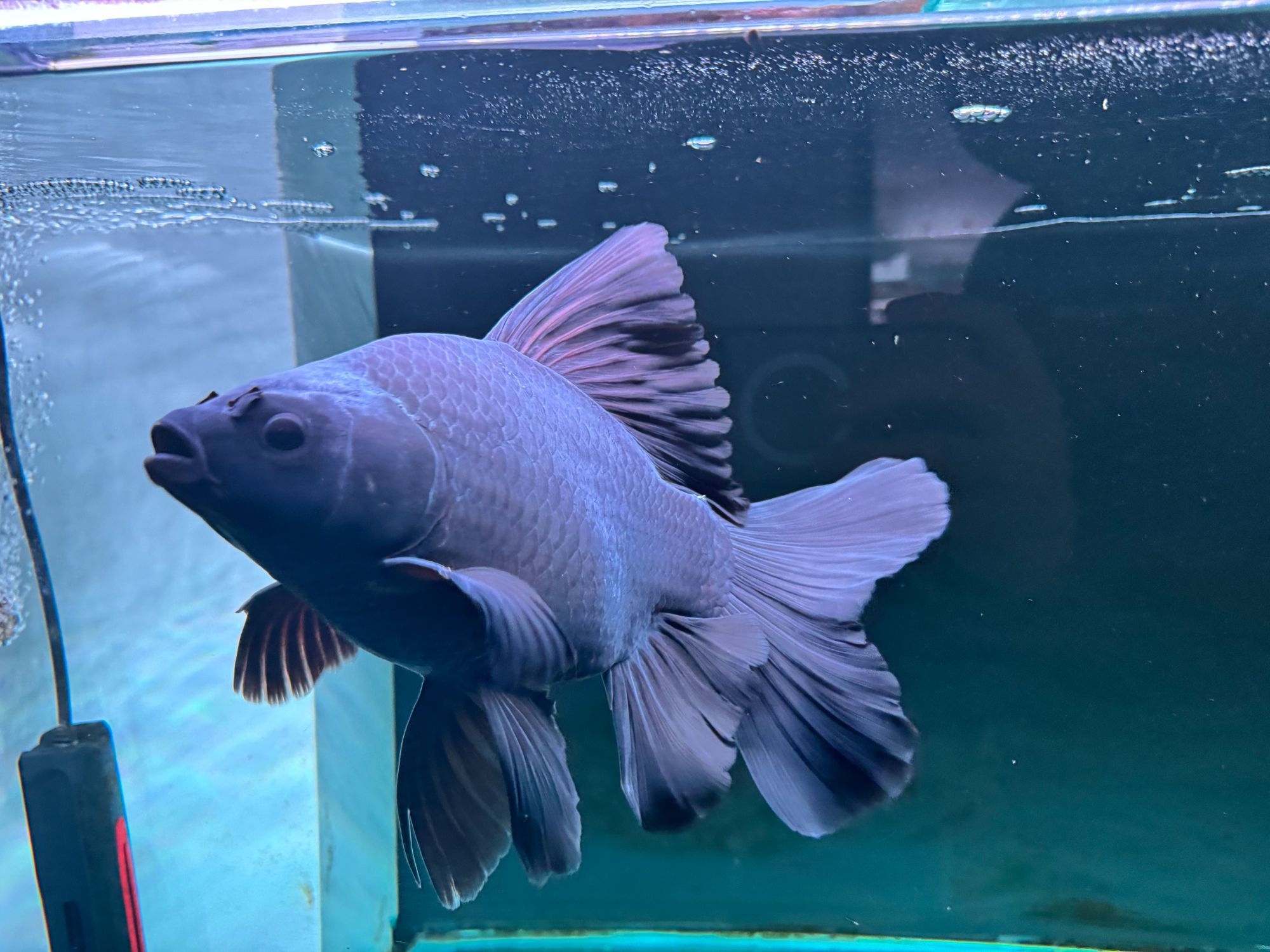 台湾精品蝴蝶鲤观赏鱼墨蝶15-35公分