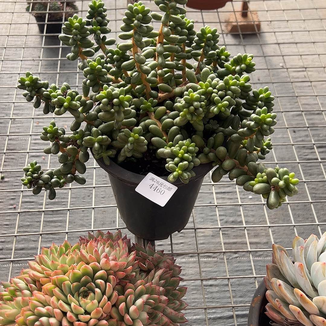 爱***逗4460绿龟卵多肉植物多肉