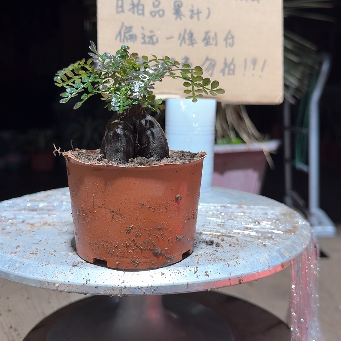 完全开放根插象足漆树