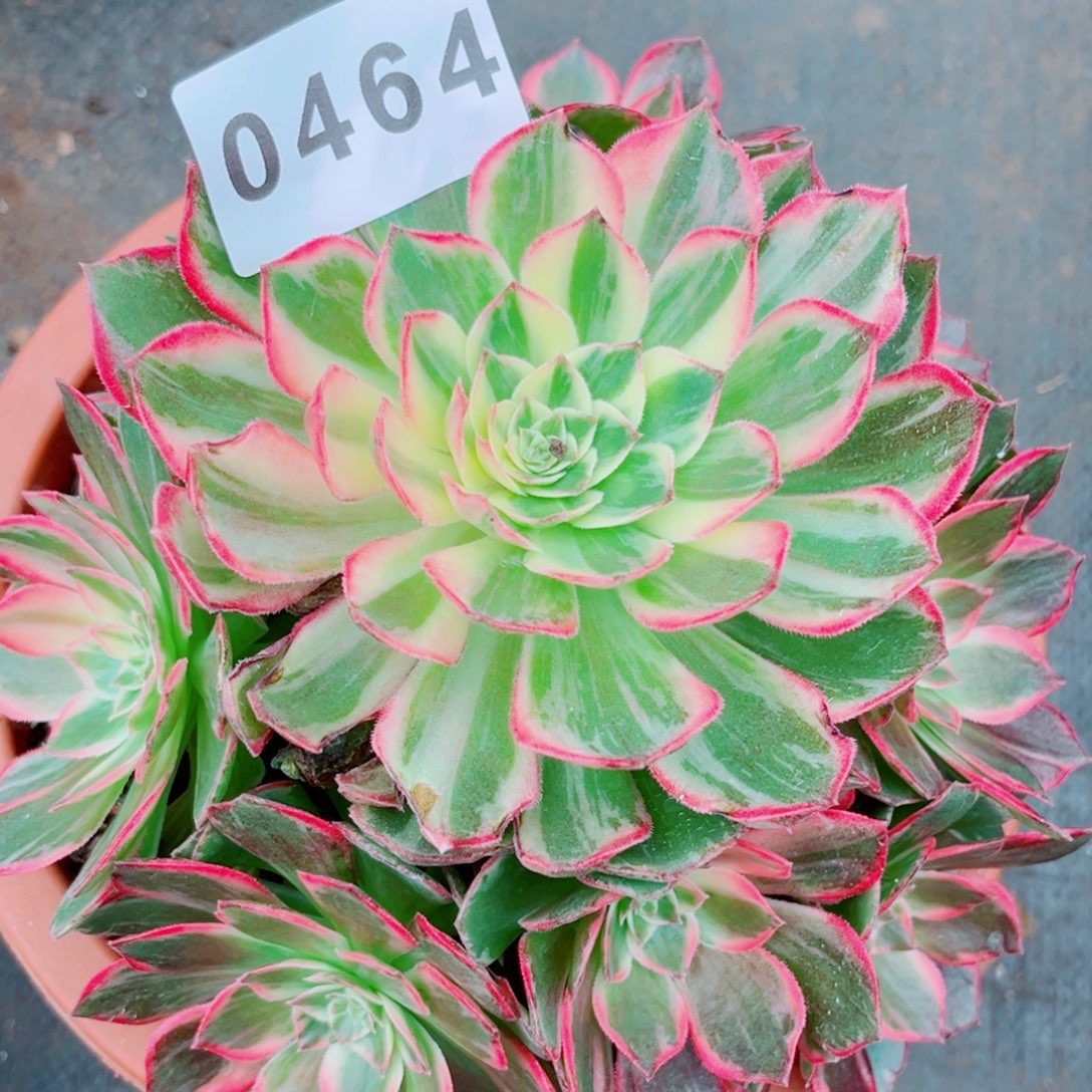 新品万花筒捧花多肉