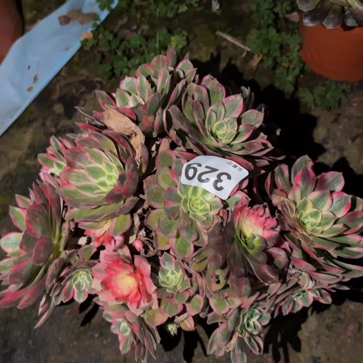 329玉芙蓉砍头老桩多肉植物不售后