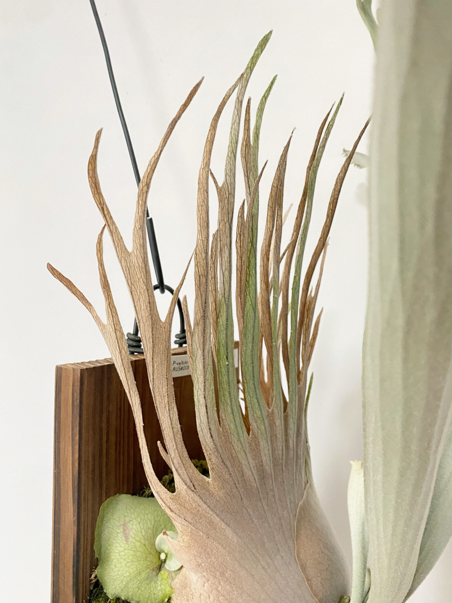 野银008鹿角蕨 侧芽