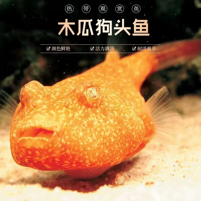 精品红木瓜狗头鱼热带河豚观赏鱼斑马狗头皇冠狗头鱼肉食性猛鱼