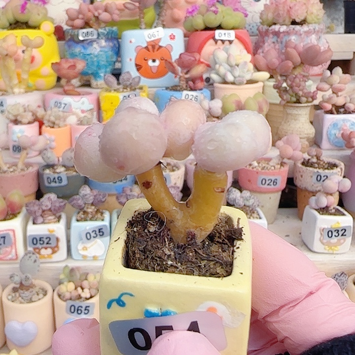 L双头小蛋黄奶 盆口2.5cm