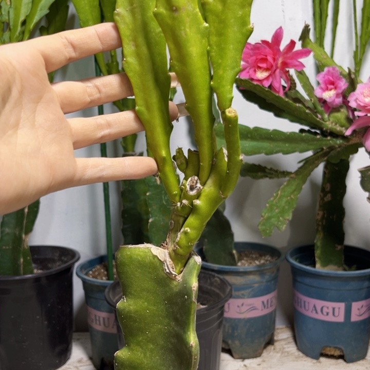 当前无花栽培后可以开花762