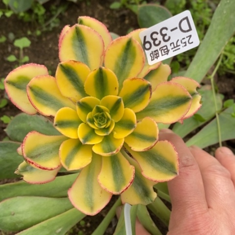 339嫁接彩蝶砍过满25包邮多肉