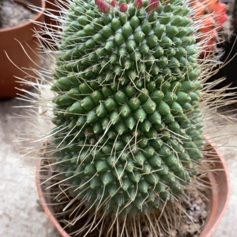 白柱仙人球15米仙人球