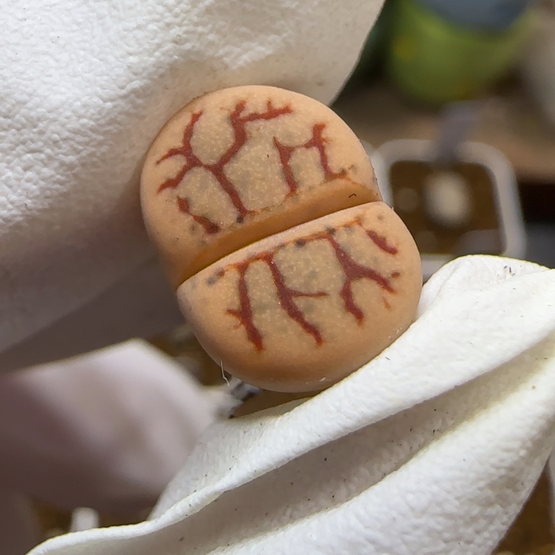 11.29.c383舞岚玉.9003尺寸1.2cm