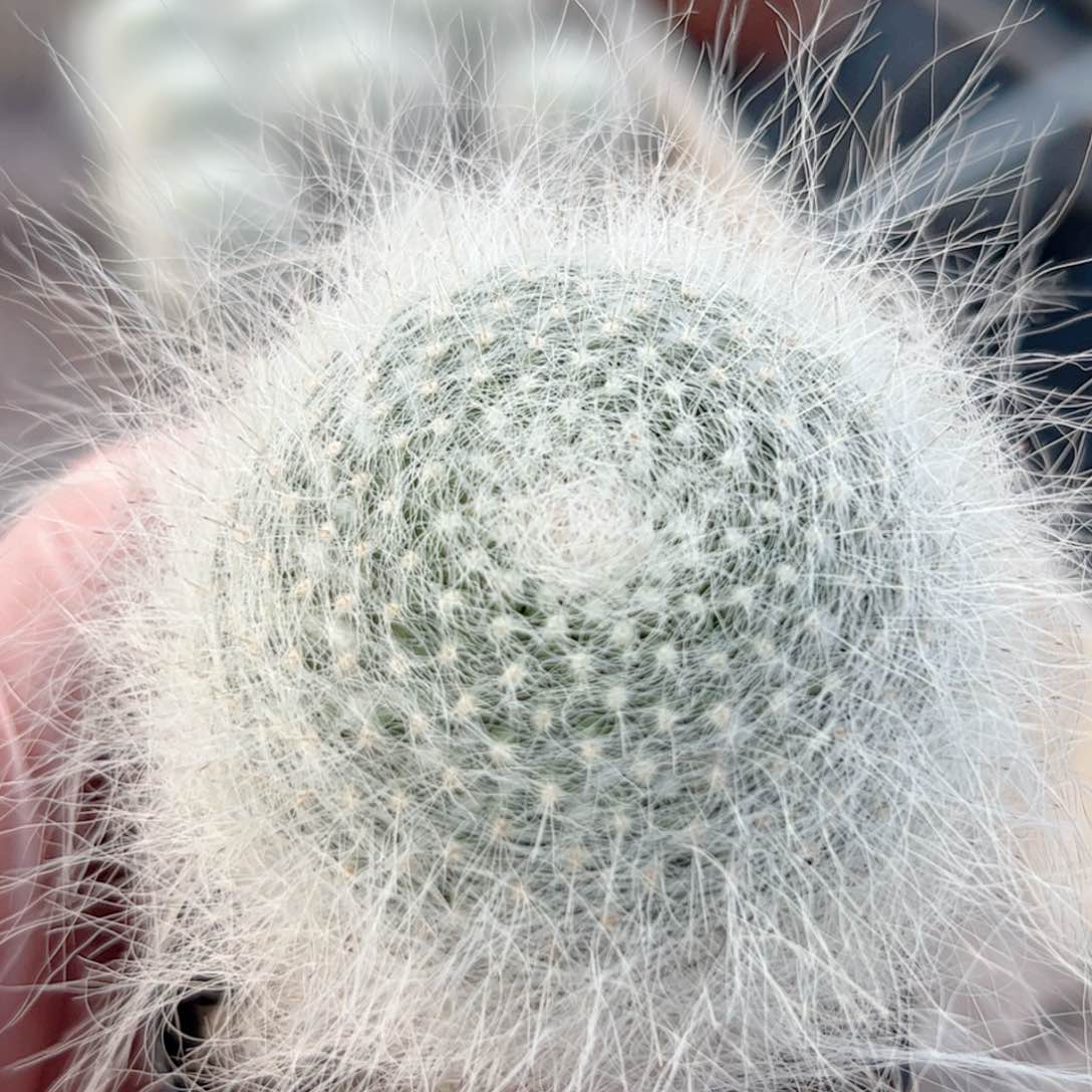 实生 雪缘玉暡仙人球