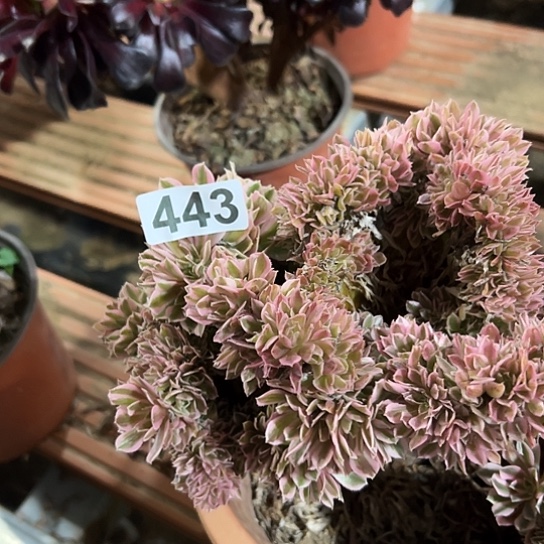 丢***丢多肉植物一种女巫443