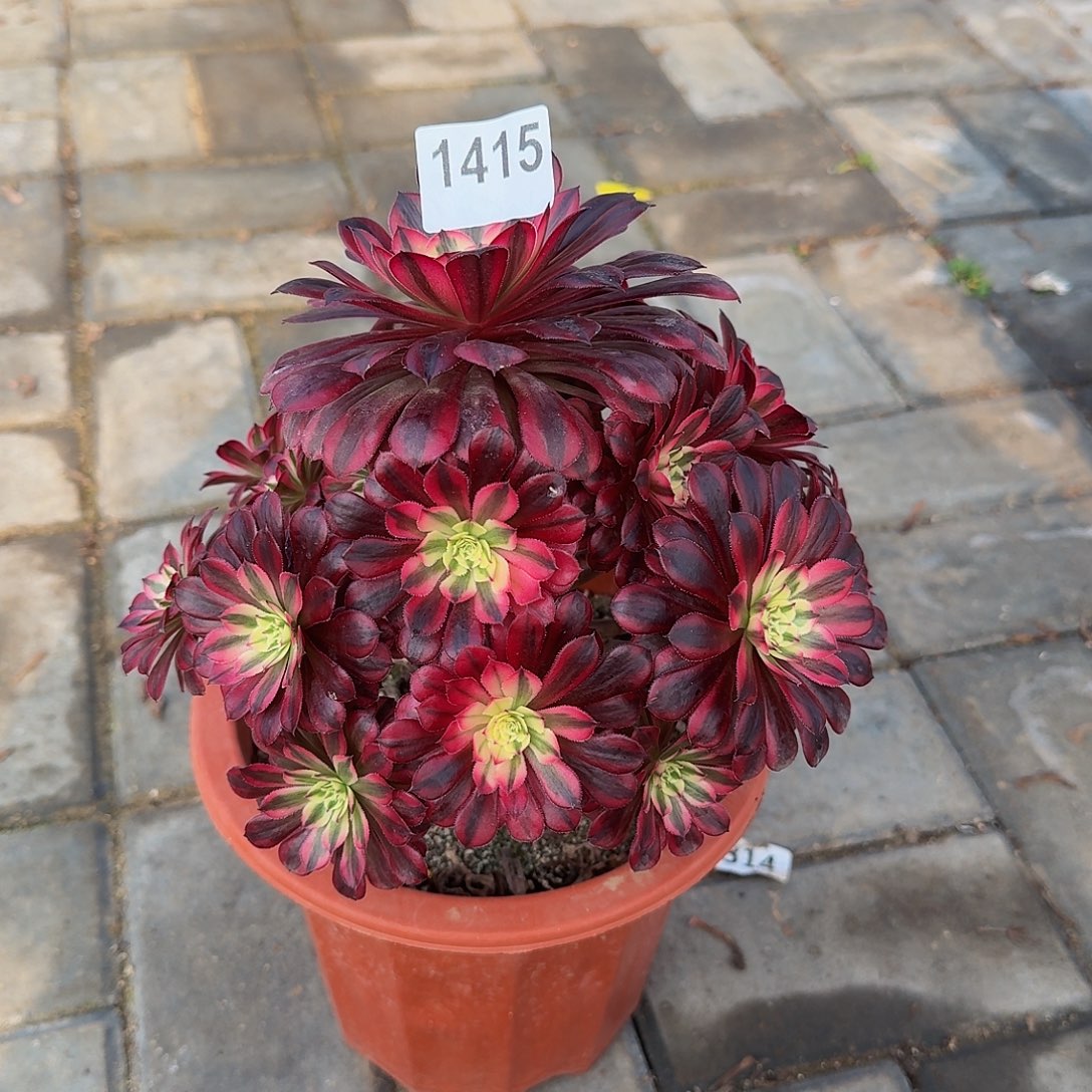 1415黑铜白44冠服20左右偏点