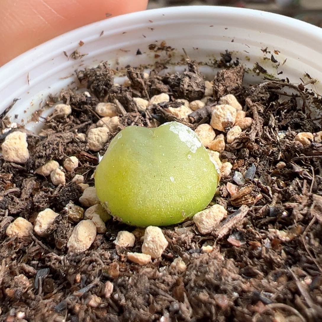 多肉植物23号拉登