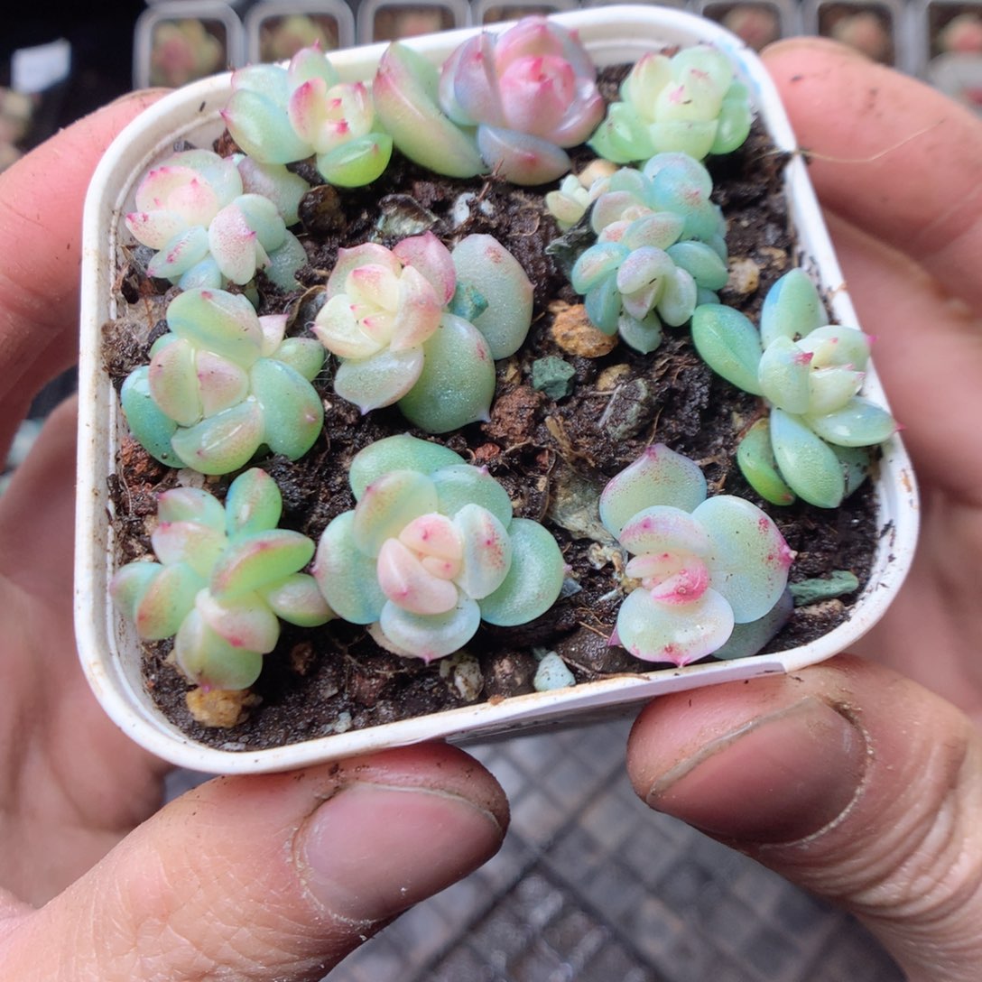 无花朵W41。瑶瑶yyyyy