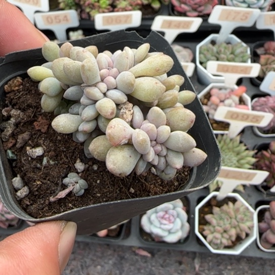 105醉美人缀多肉植物多