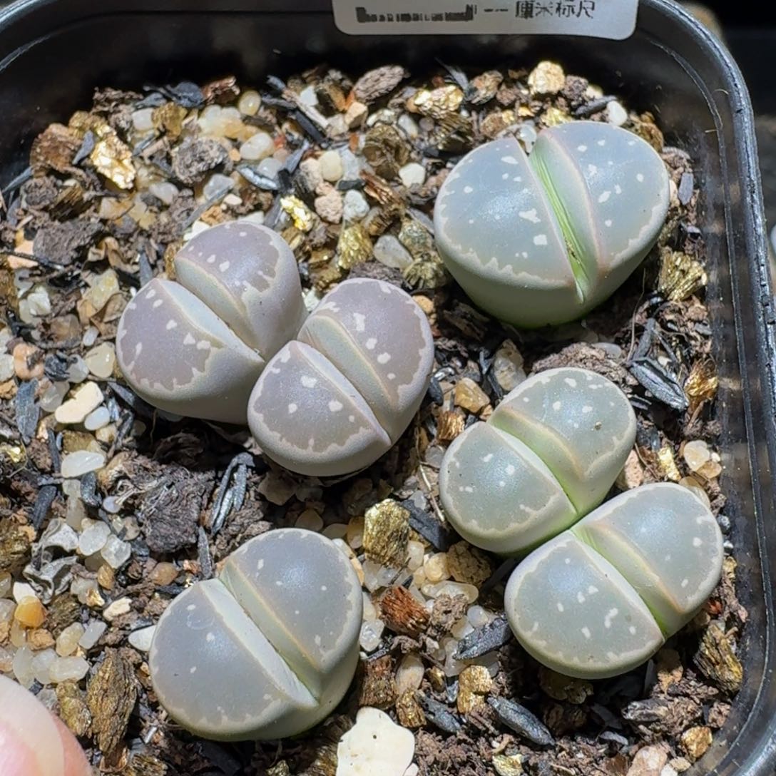Ssss精品生石花275