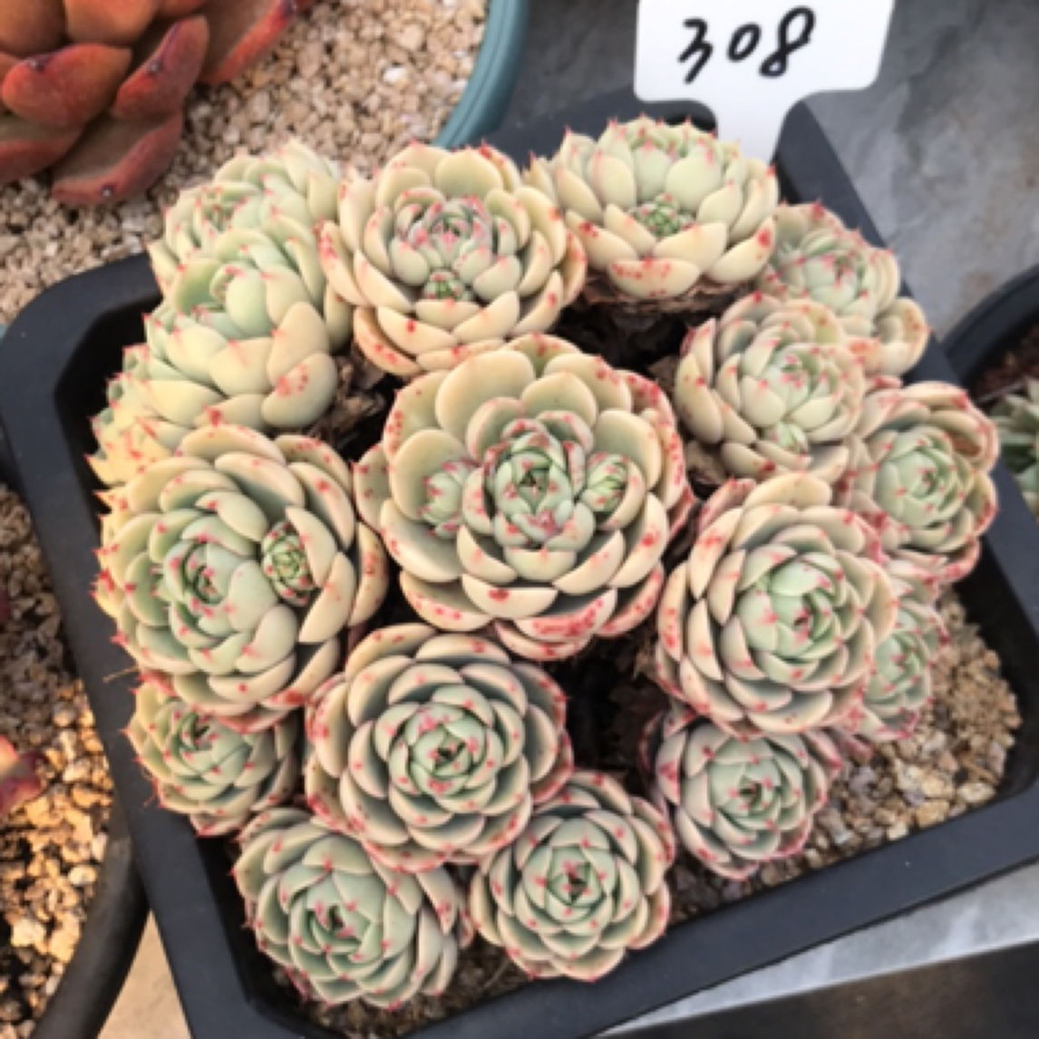 308多肉植物盆栽植物笨巴一物一拍