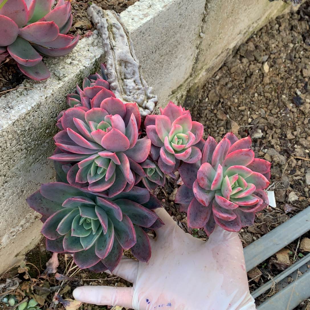 B****e绮罗瑕疵不售后一物一拍