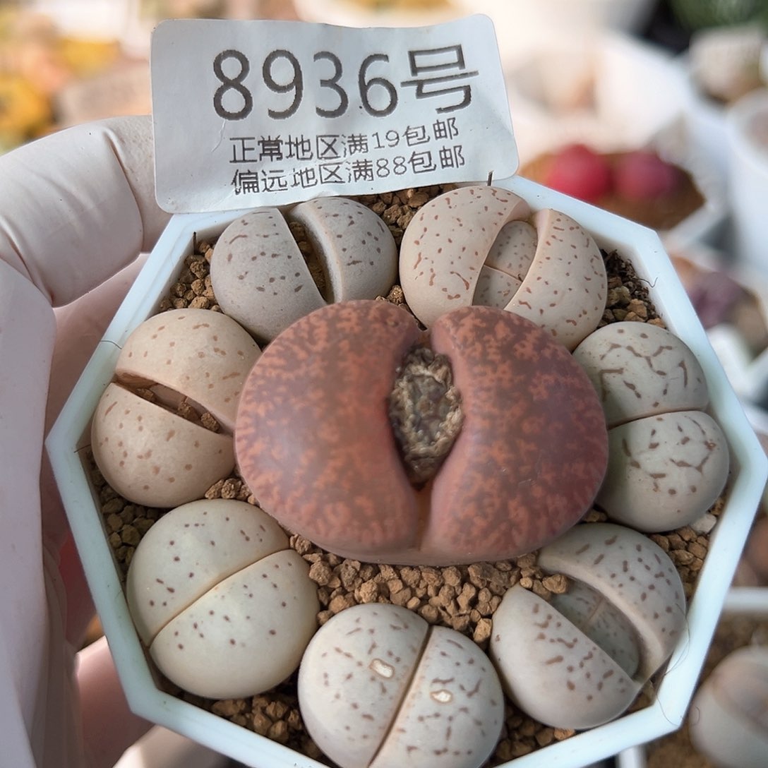 好养易活生石花大母本8936