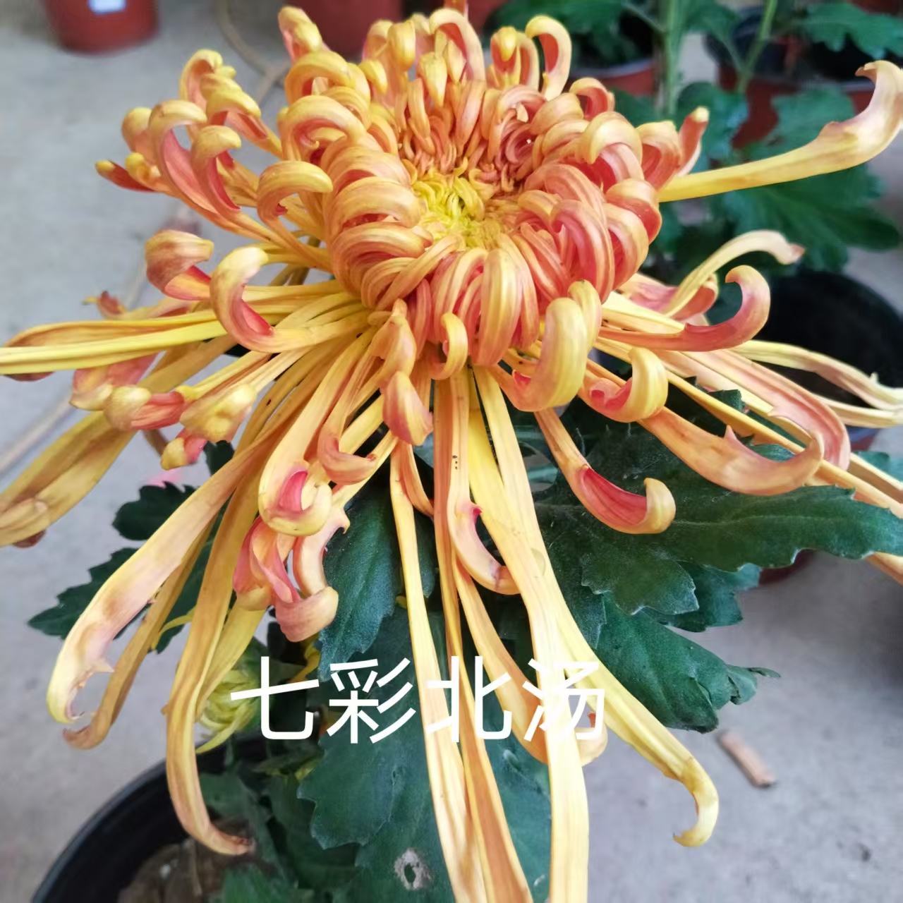 七彩北汤，2棵菊花小苗，穴盘苗。