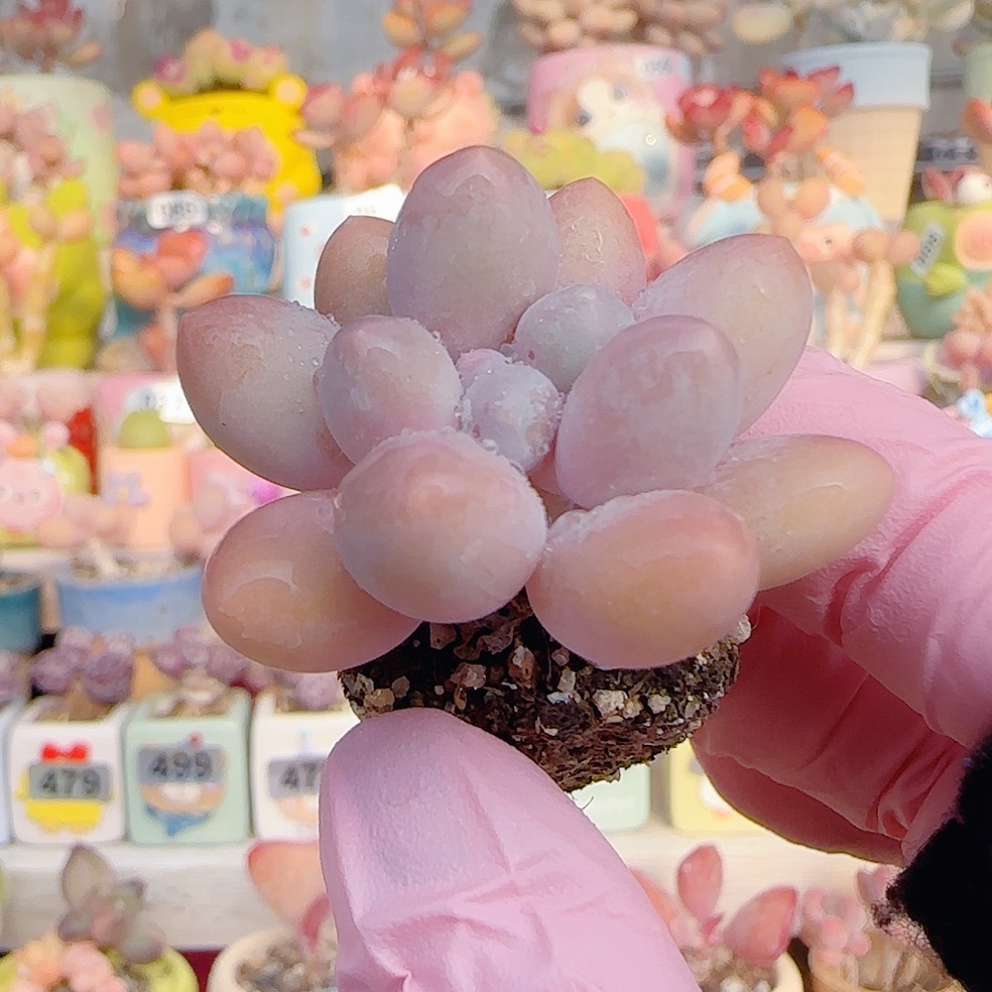 y***仔L 小汤圆奶 盆口2.5cm