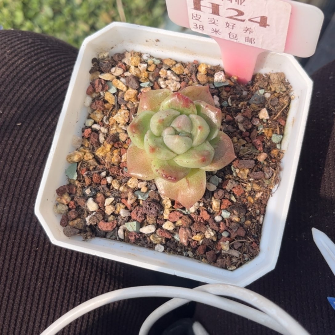 曲**曲多肉1111111111