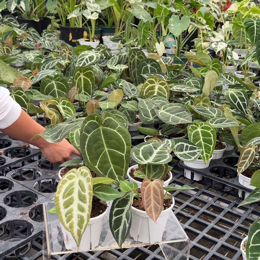 完全开放F949无售后