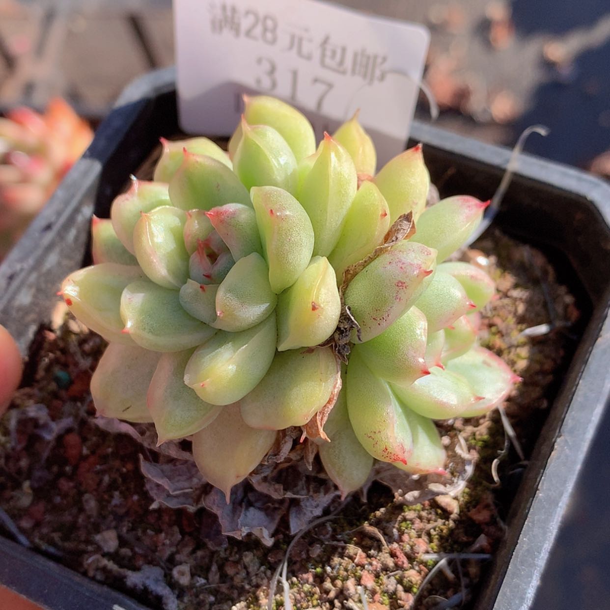 【闪购商品】云317号