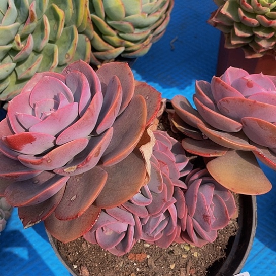 用****8尘埃14042多肉