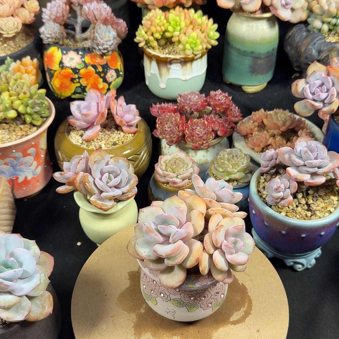 白***泽奶茶11cm脱土发货