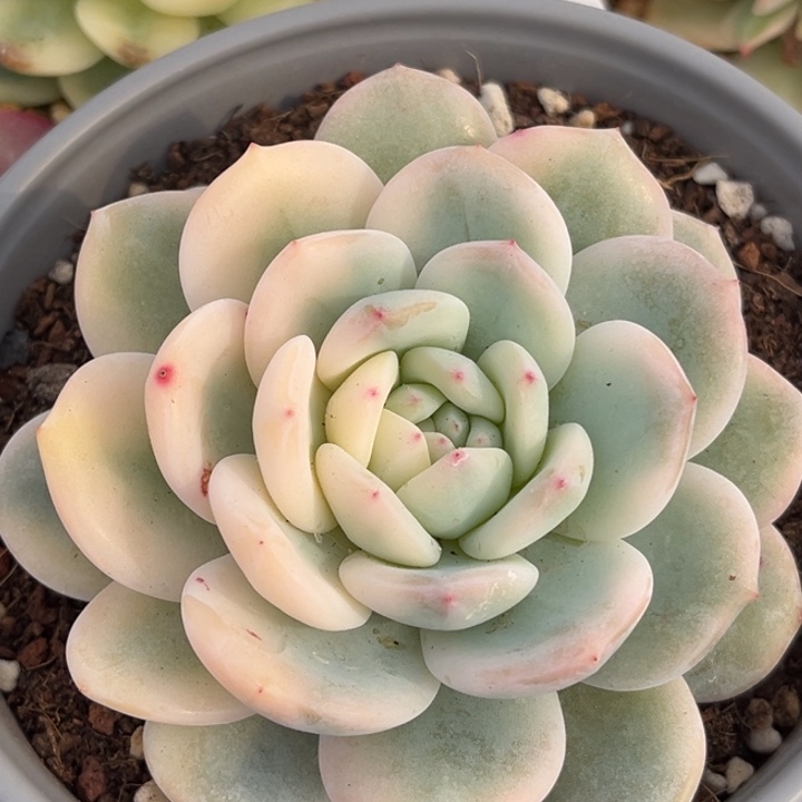 橙梦露锦带大锦边一颗