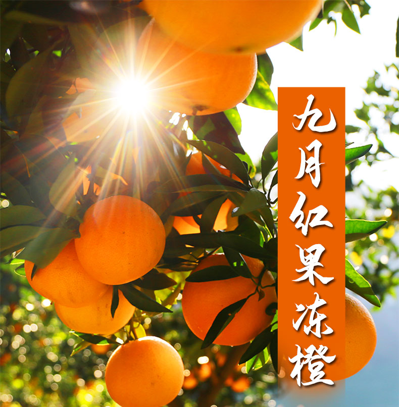 秭归九月红脐橙果园现发新鲜橙子应季水果果冻橙果香甜汁多易化渣