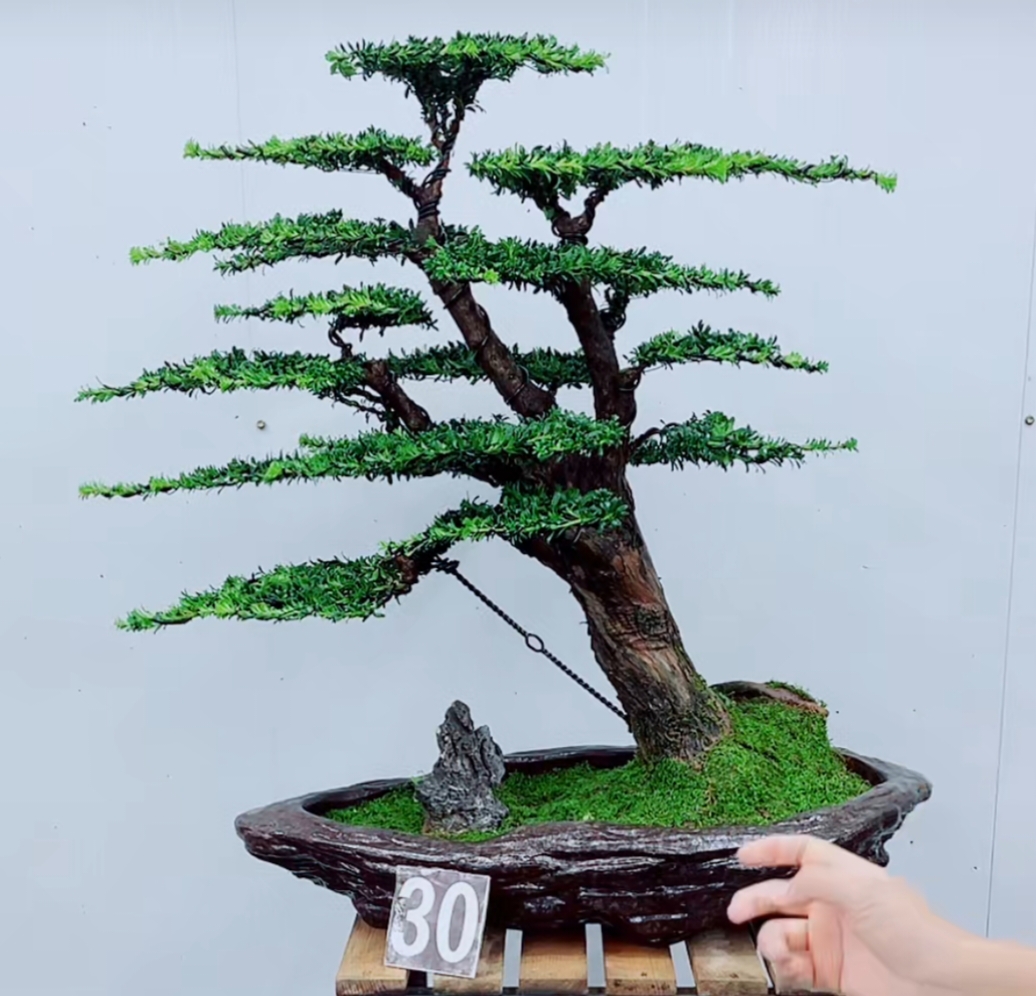 精品盆景老桩红牙罗汉松