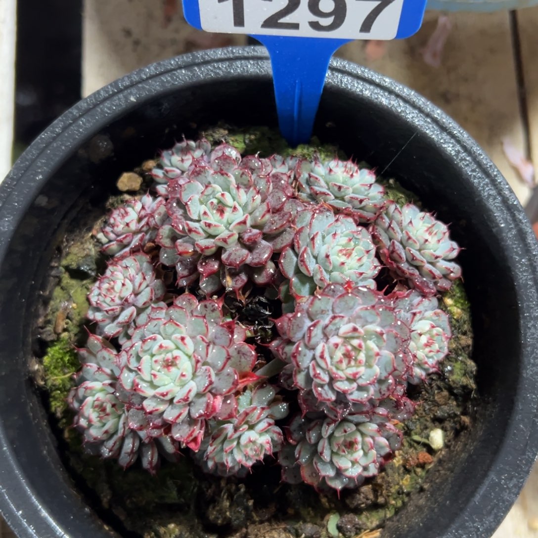 1297老红衣，冠服11