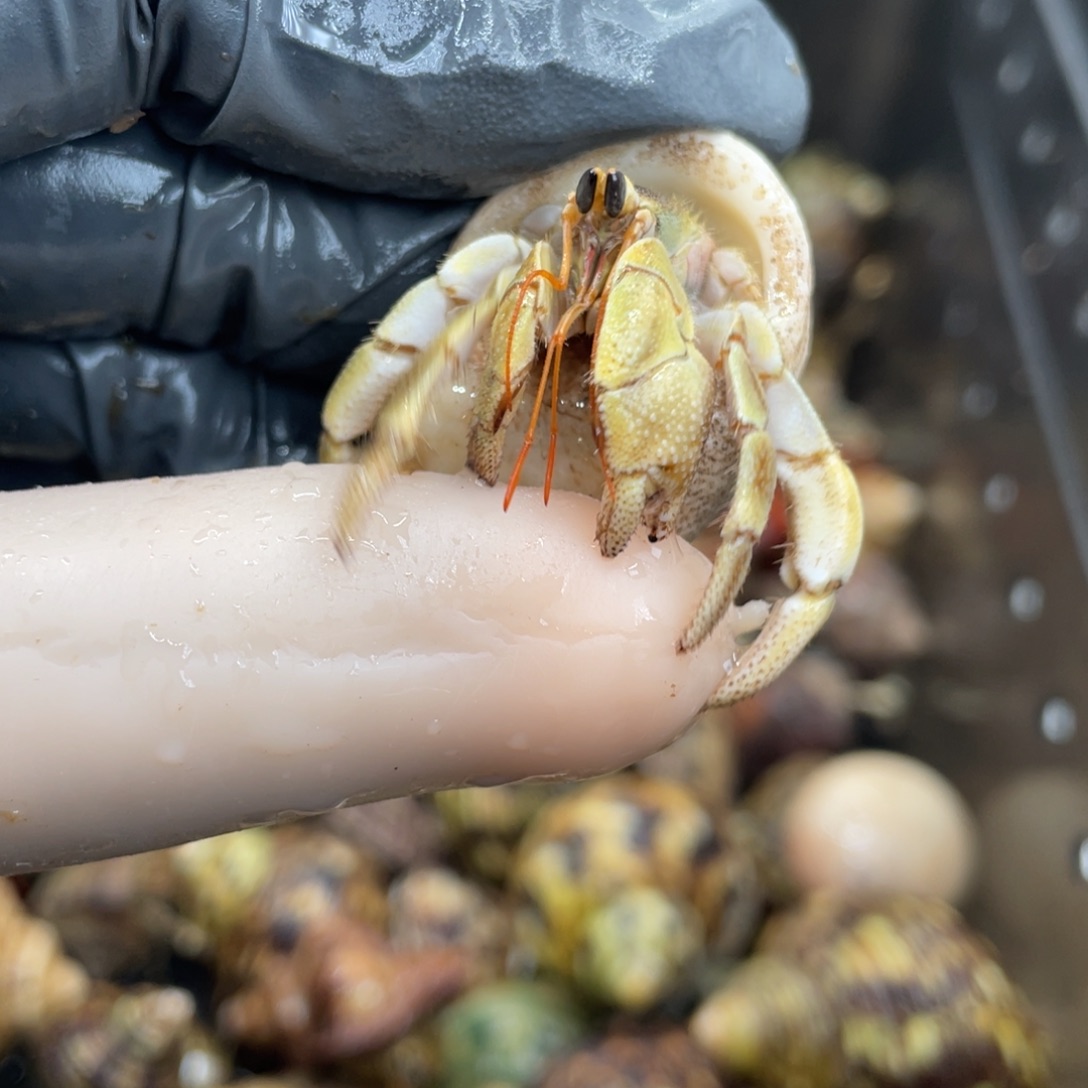 不退不换活体宠物140