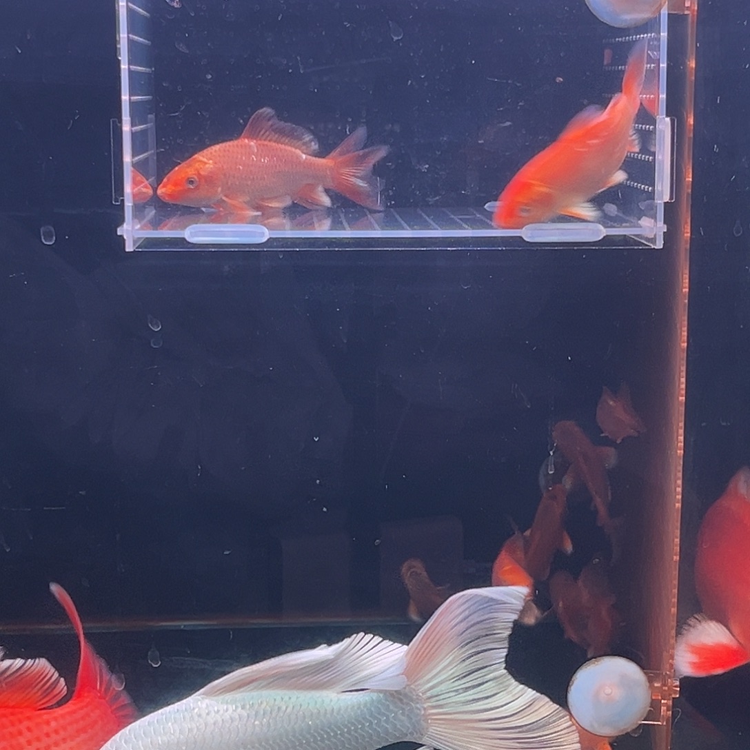 海水鱼广温蝴蝶鲤观赏鱼