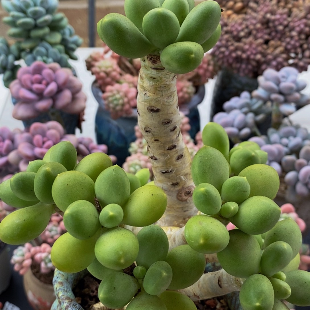 855芒果奶12cm多肉