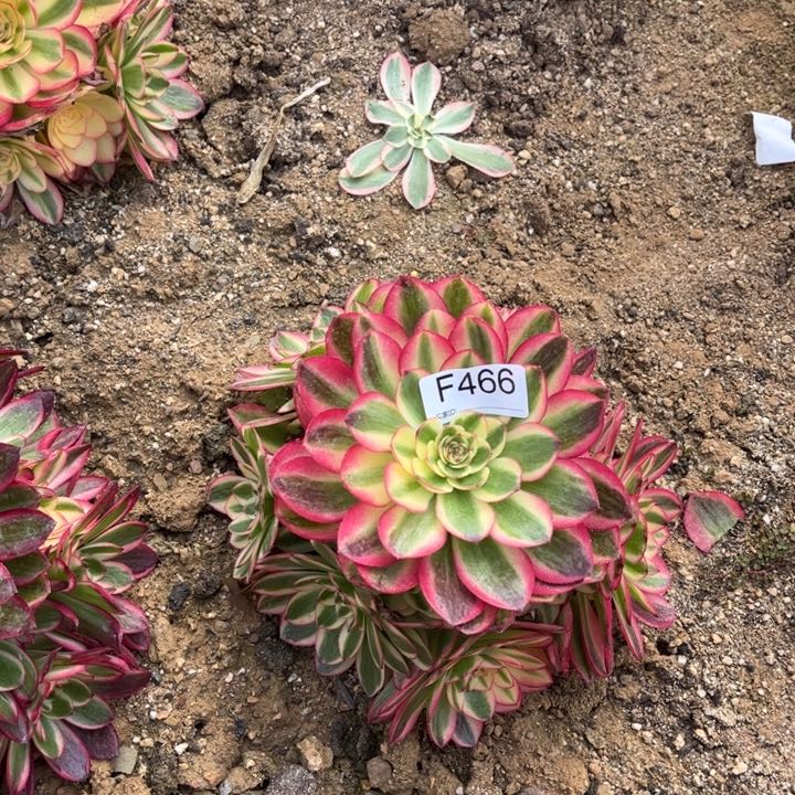 466火龙果多肉植物