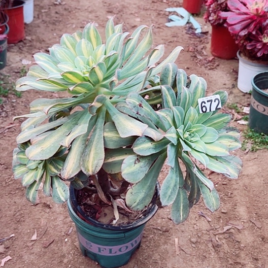 672黄中斑老桩法师