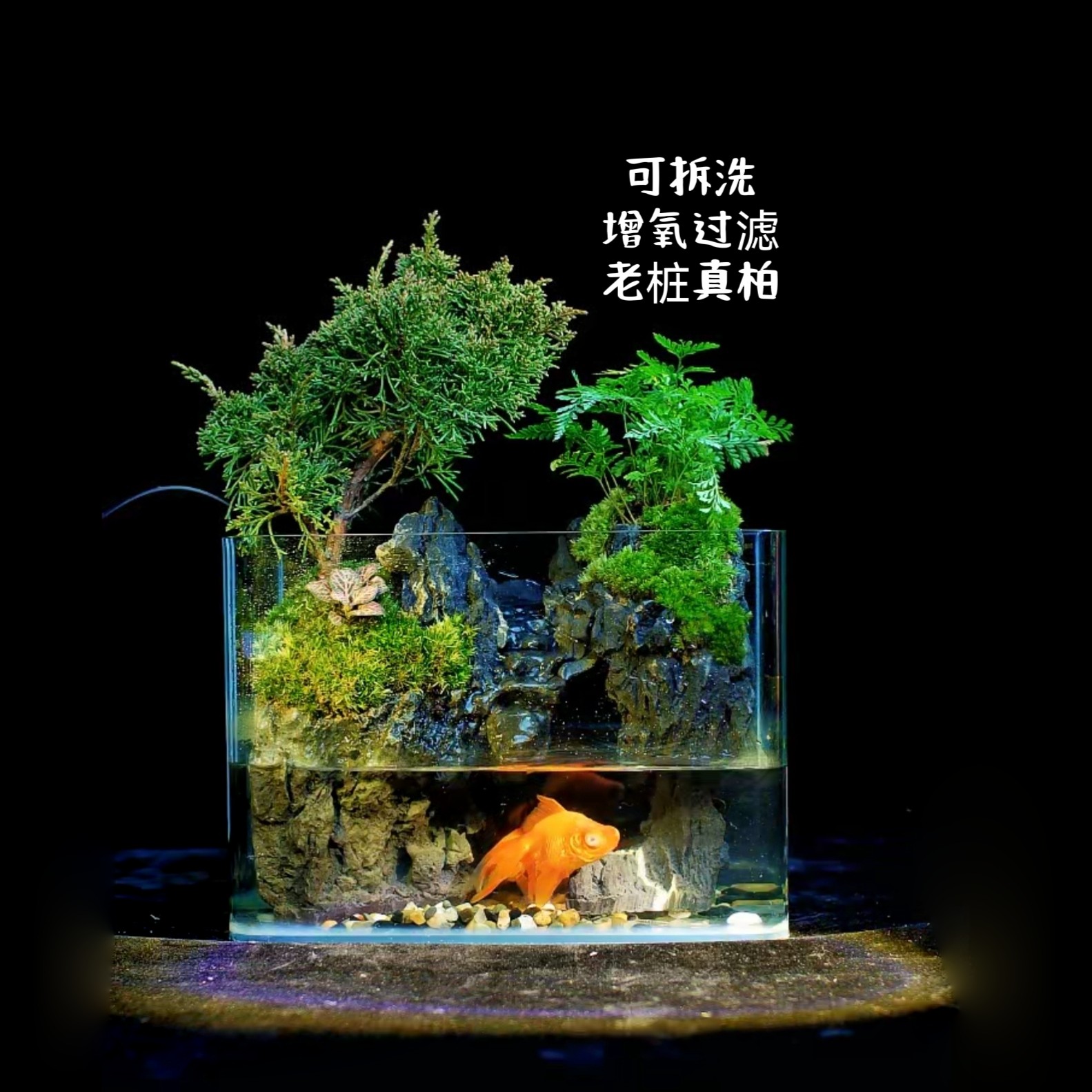 [椿屿] 高山流水 可拆洗 老桩济州真柏流水鱼缸微景观25*18*16