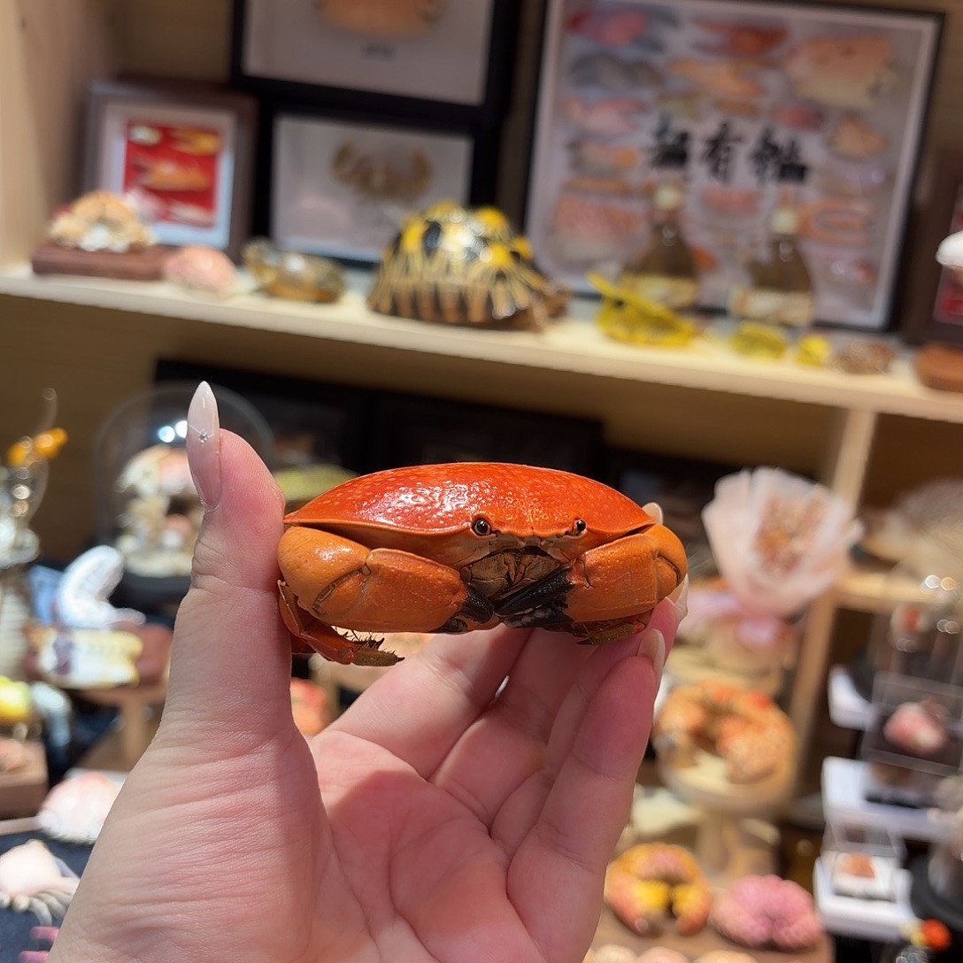 真实正直爱洁标本