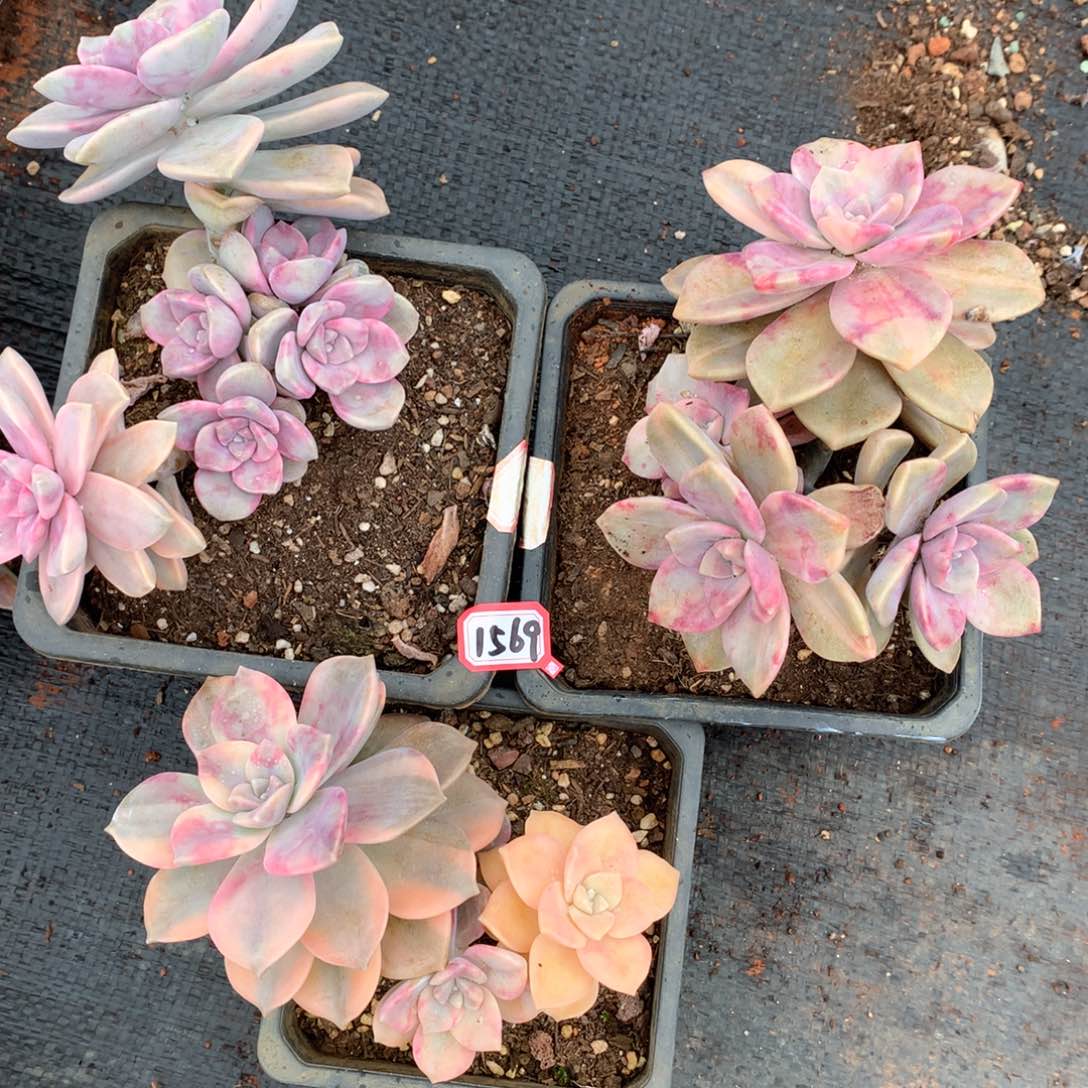 紫乐锦组合1569晓晓一物一拍